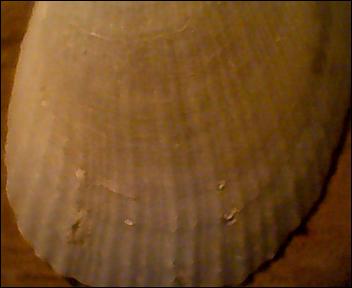 Limide da identificare